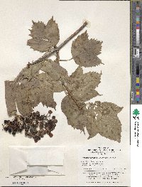 Viburnum sargentii image