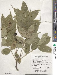 Image of Phellodendron amurense