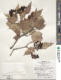 Viburnum sargentii image