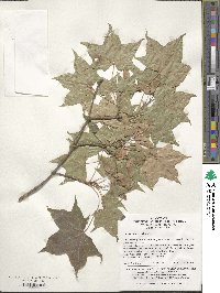 Acer pictum image