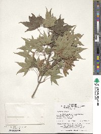 Acer pictum image