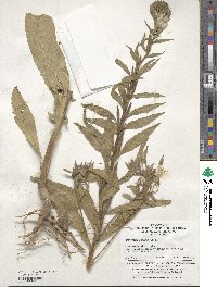 Oenothera odorata image