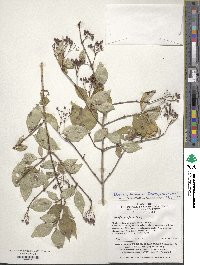 Deutzia parviflora image