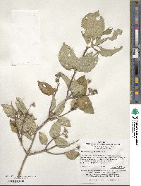 Philadelphus pekinensis image