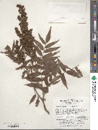 Sorbaria sorbifolia image