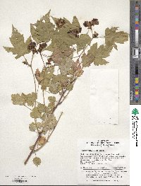 Rubus crataegifolius image