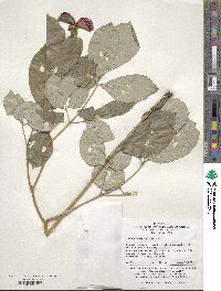 Paeonia obovata image