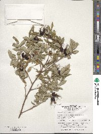 Rosa acicularis image