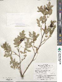 Rosa acicularis image