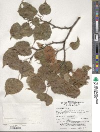 Tilia amurensis image