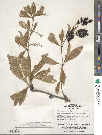 Image of Berberis amurensis