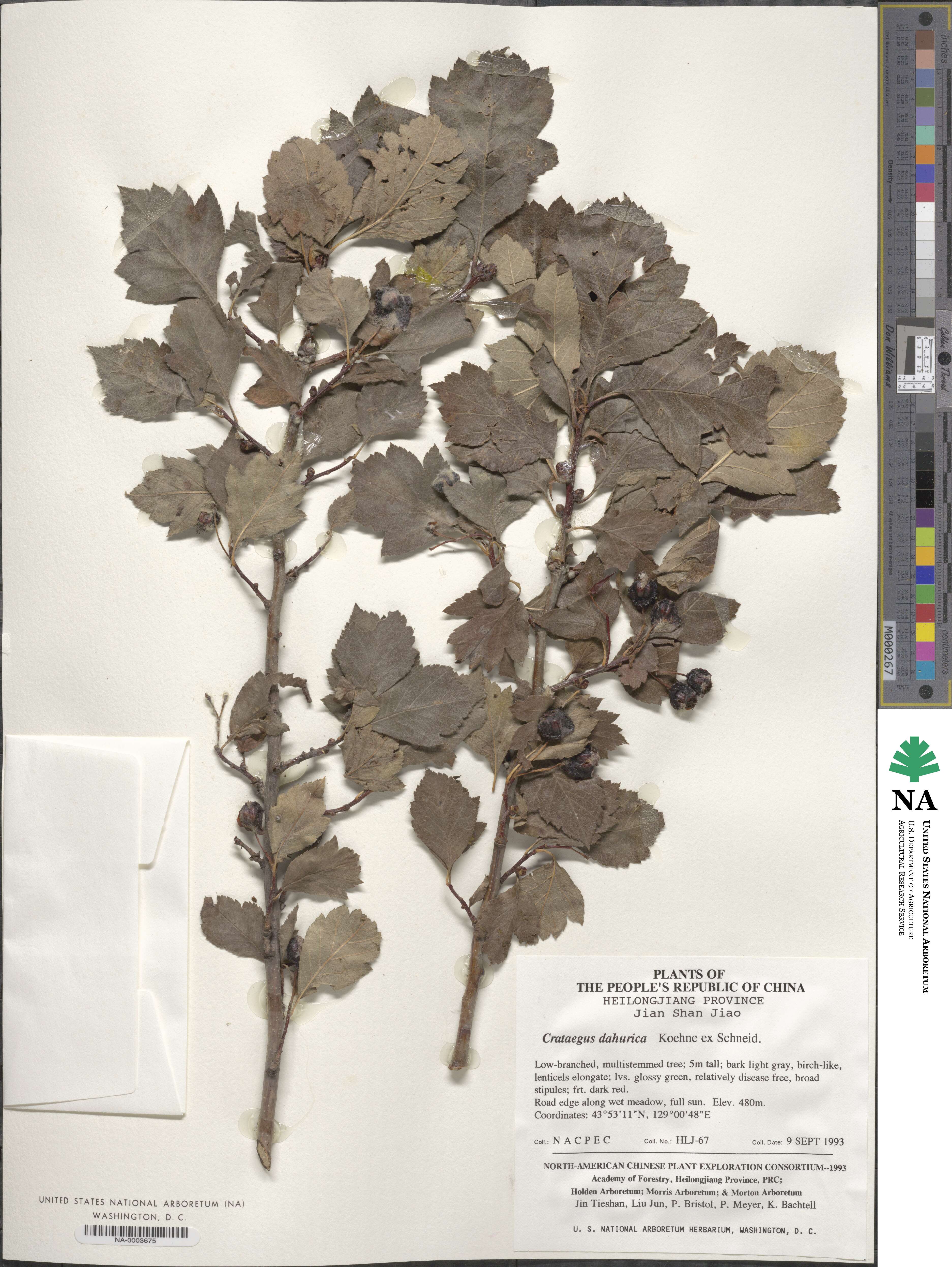 Crataegus dahurica image