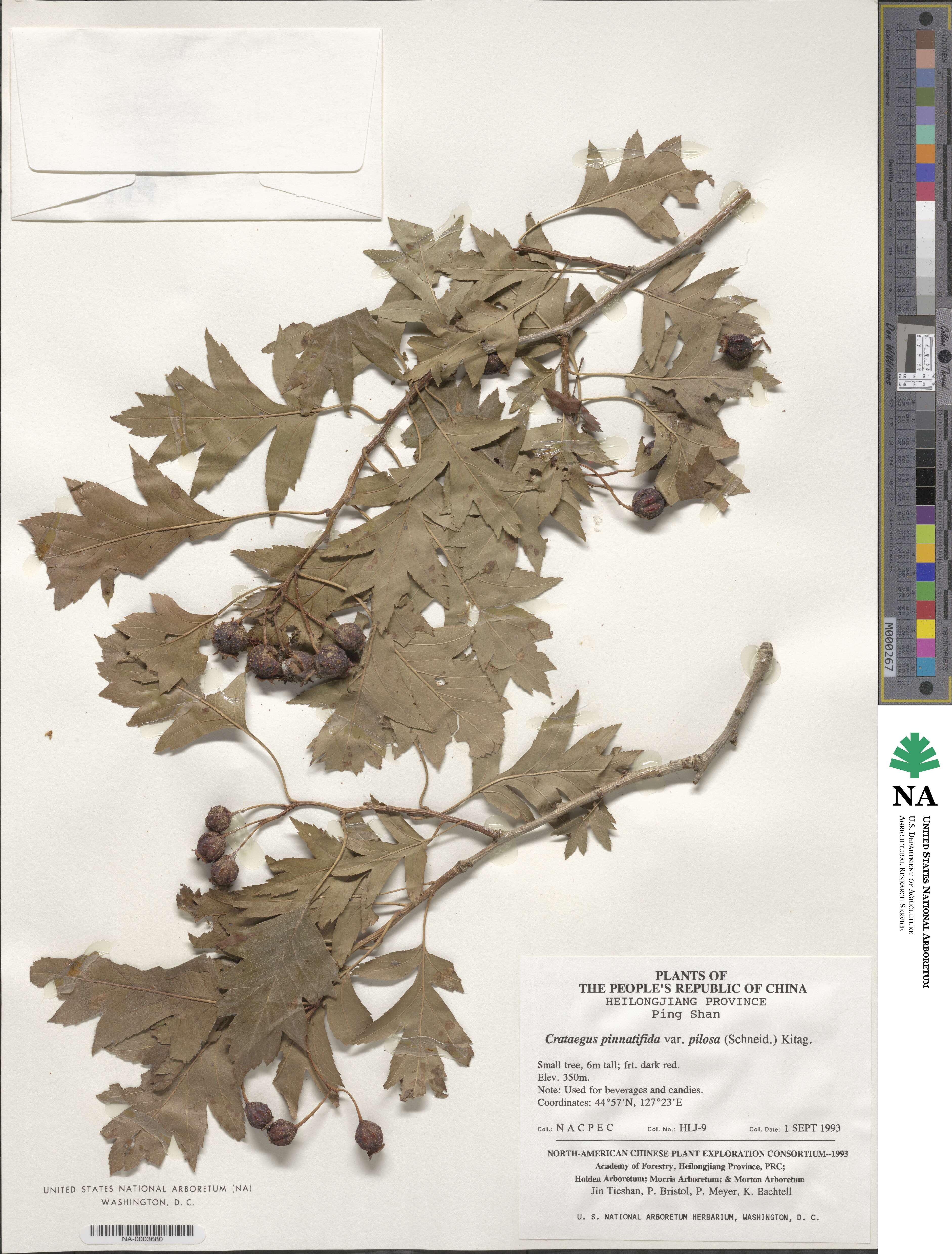 Crataegus pinnatifida image