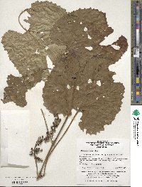 Vitis amurensis image