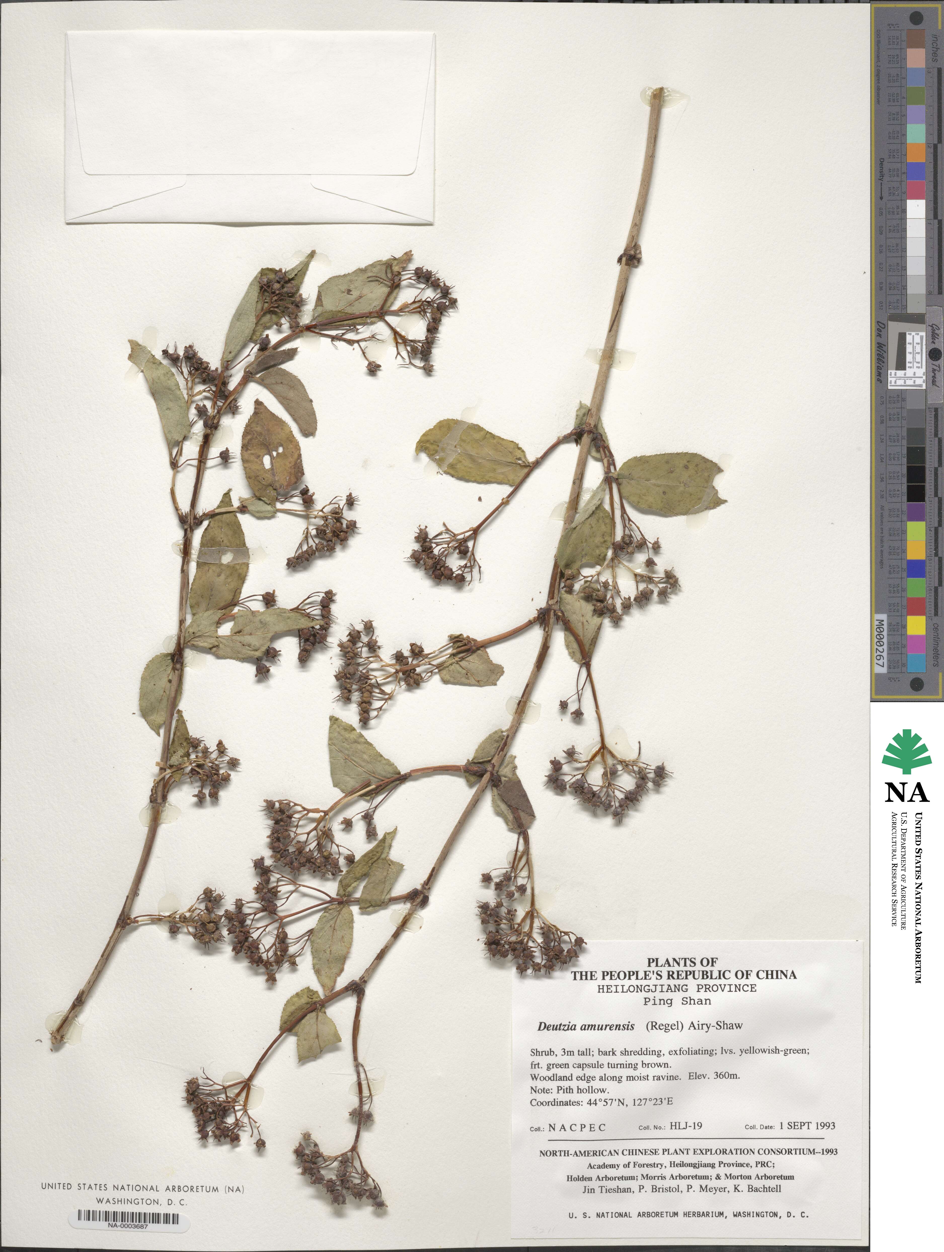 Deutzia parviflora image