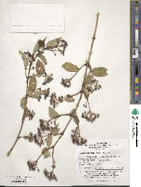 Deutzia parviflora image