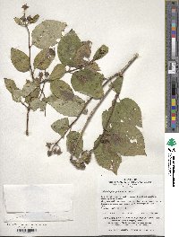 Philadelphus pekinensis image