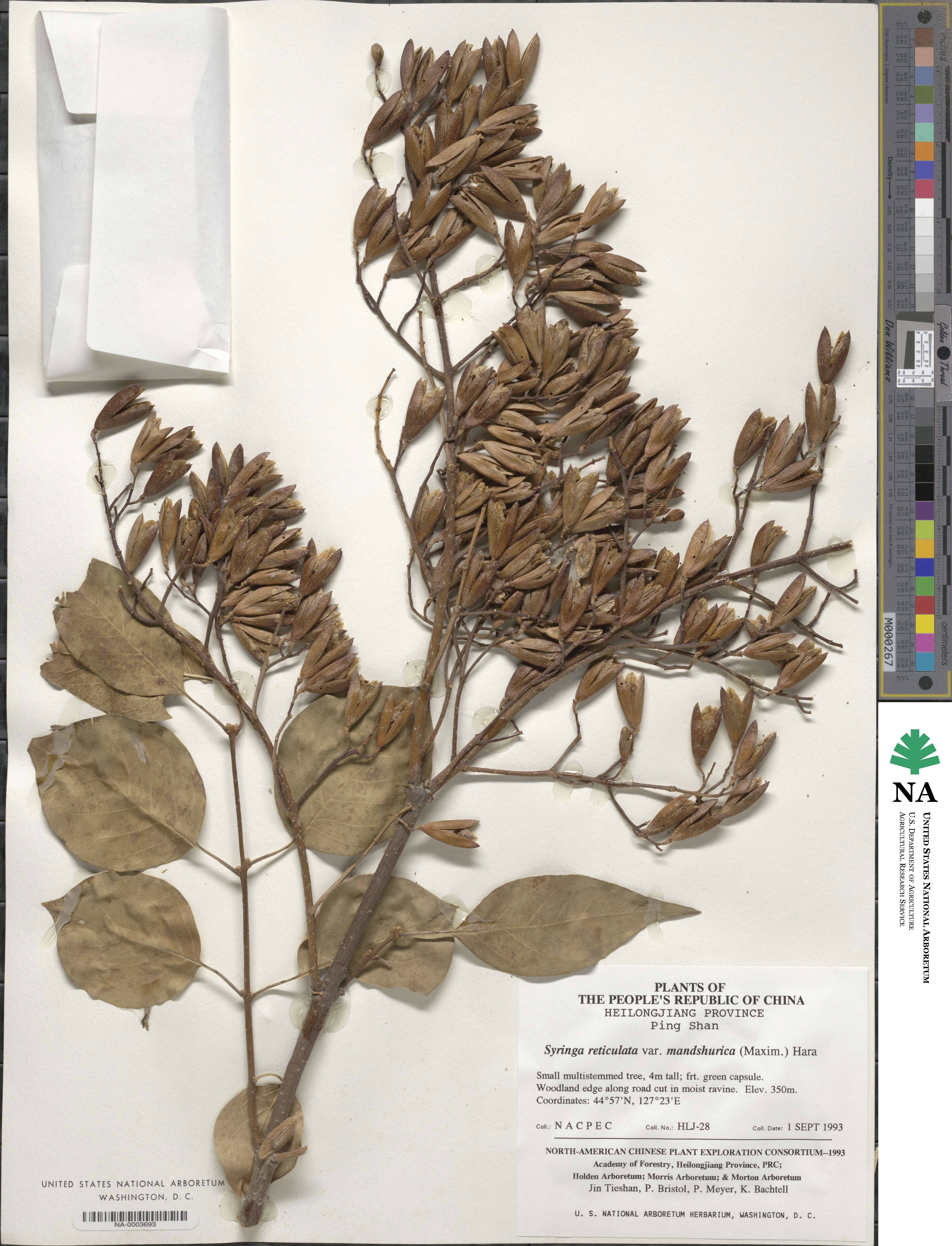 Syringa reticulata subsp. amurensis image