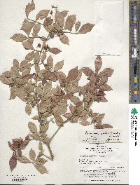 Euonymus alatus image