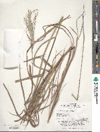 Image of Miscanthus sinensis