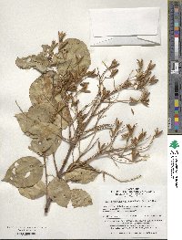 Syringa reticulata image