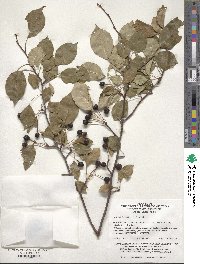 Malus baccata image