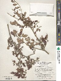 Euonymus alatus image