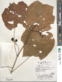 Vitis amurensis image