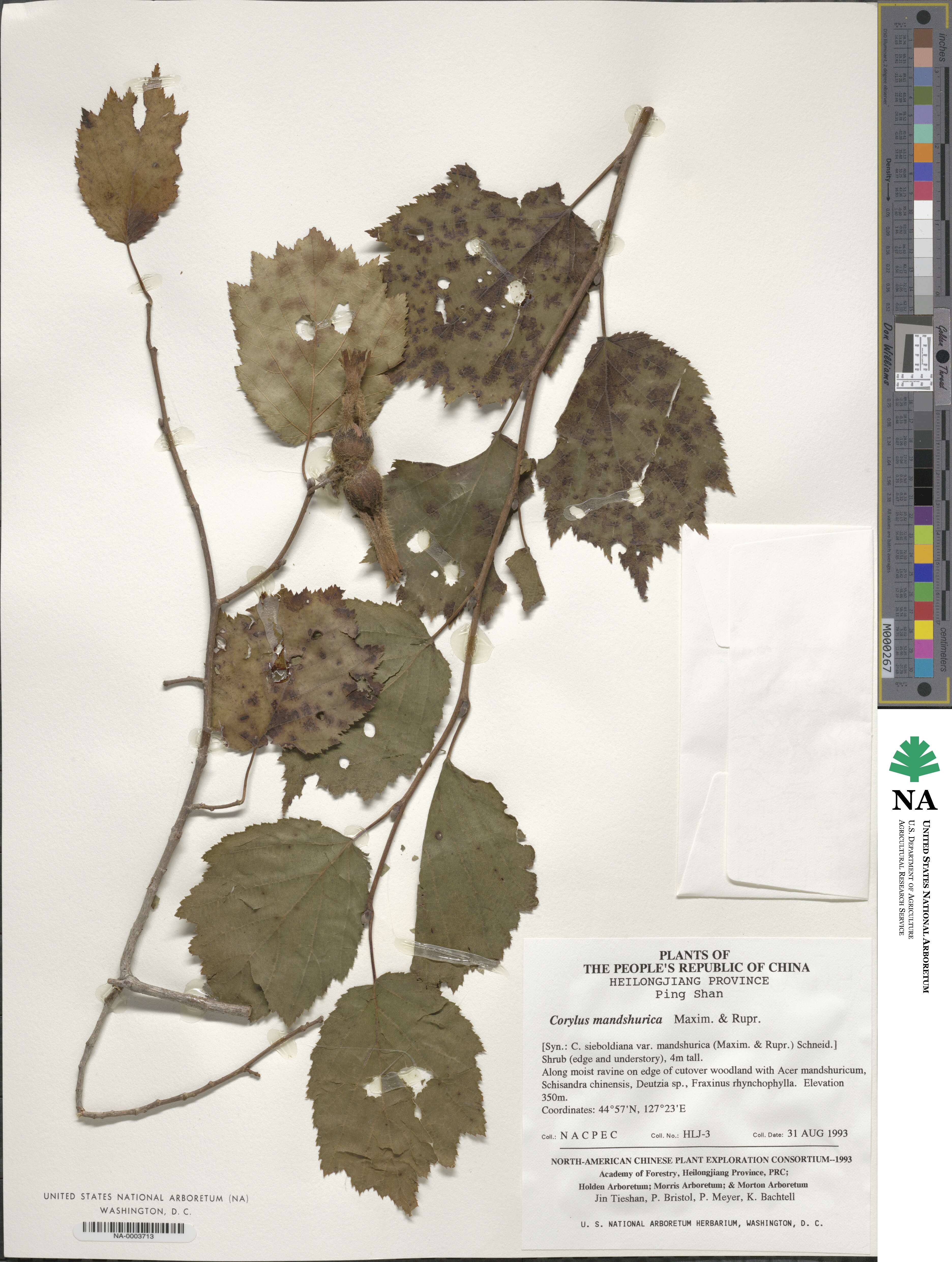 Corylus sieboldiana image