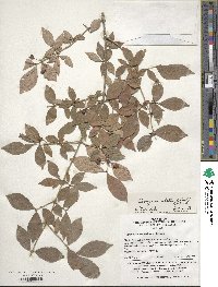 Euonymus alatus image