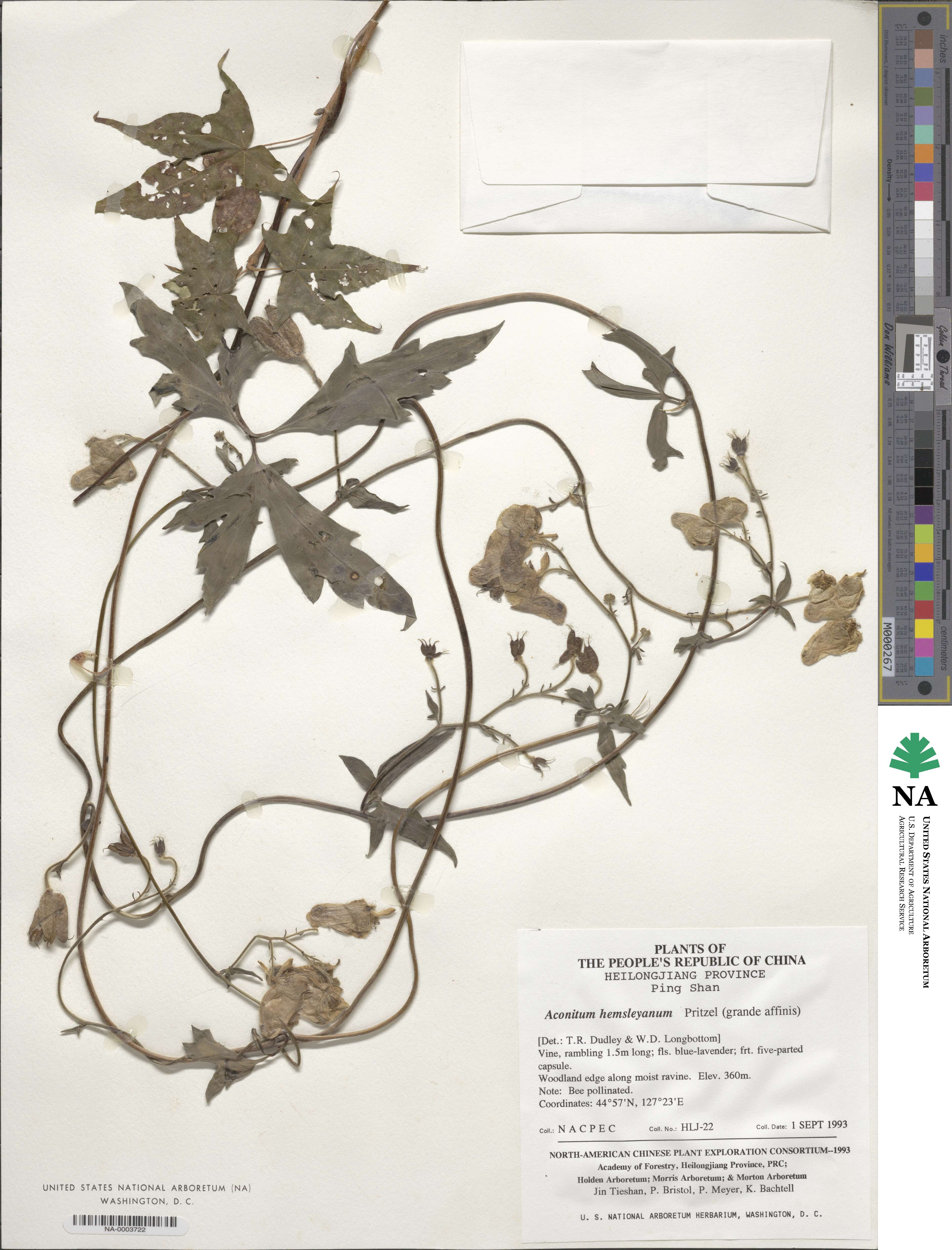 Aconitum hemsleyanum image