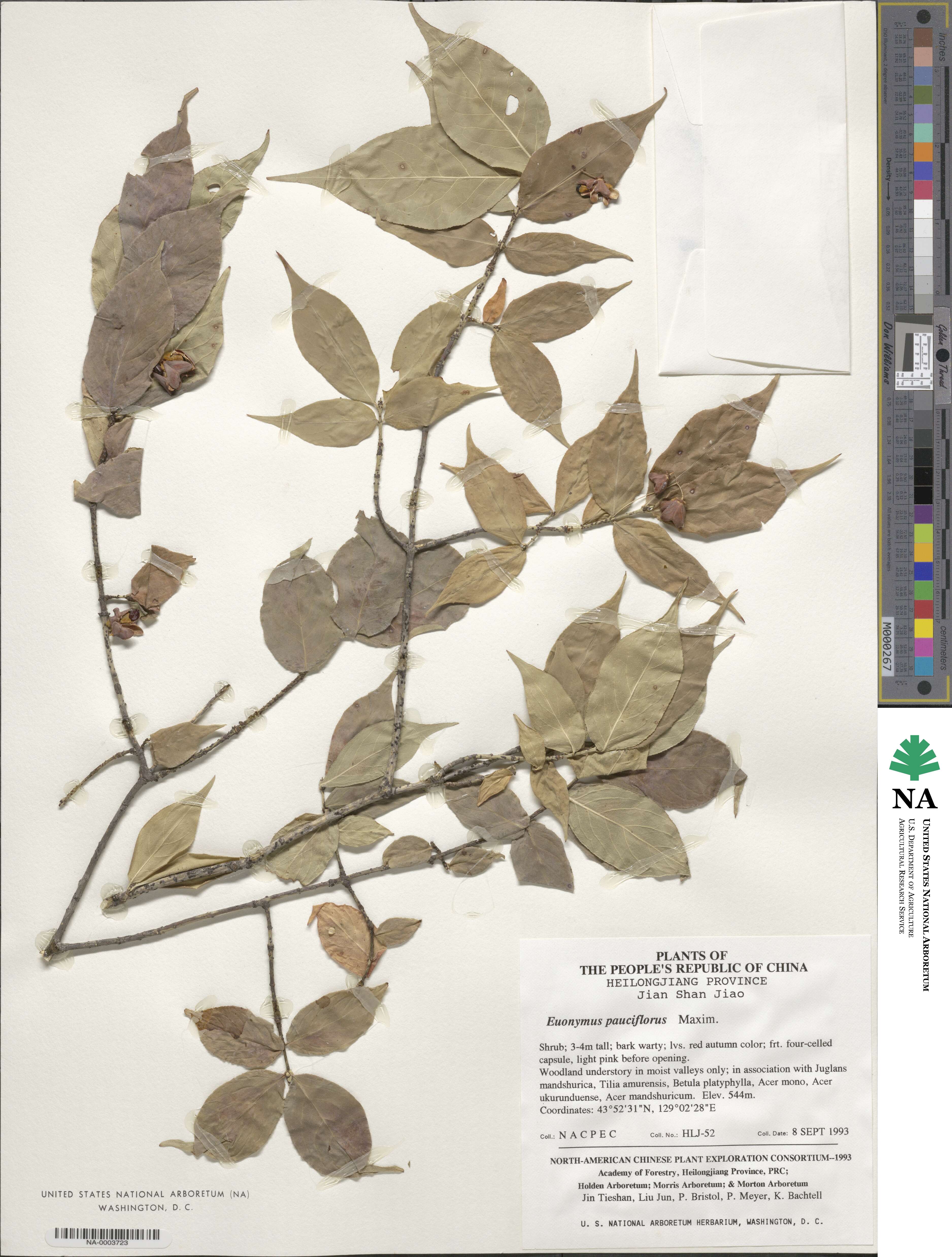 Euonymus verrucosus image