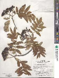 Sorbus aucuparia image