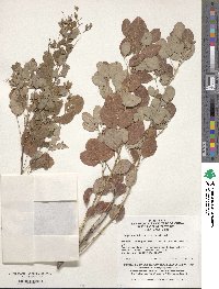 Lespedeza daurica image