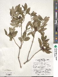 Rhododendron mucronulatum image