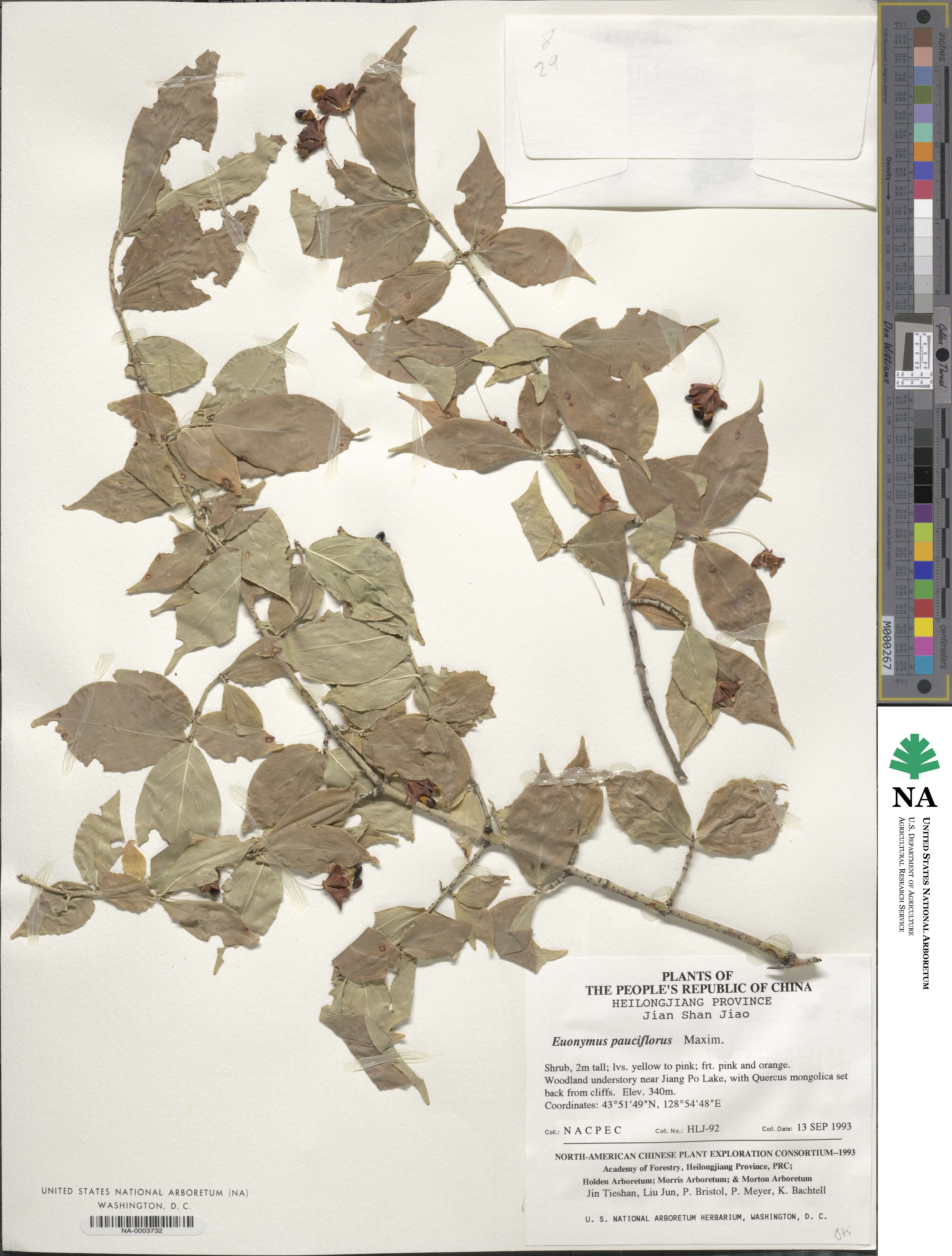 Euonymus verrucosus image