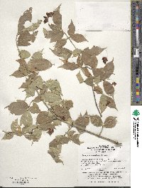 Euonymus verrucosus image