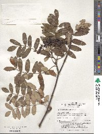 Sorbus aucuparia subsp. pohuashanensis image