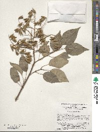 Syringa reticulata image