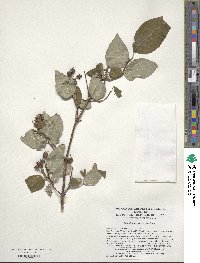 Philadelphus pekinensis image