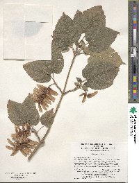 Acer davidii image