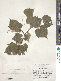 Image of Tilia mongolica