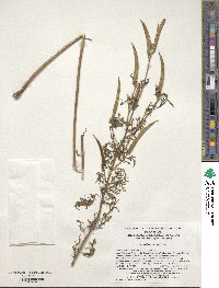 Incarvillea sinensis image