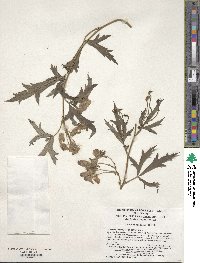 Aconitum kusnezoffii image