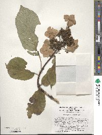 Hydrangea bretschneideri image