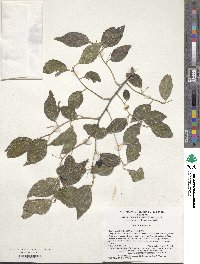 Celtis bungeana image