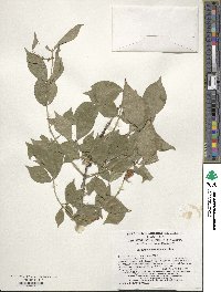 Euonymus alatus image