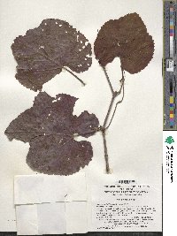 Vitis amurensis image