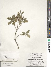 Rhododendron micranthum image