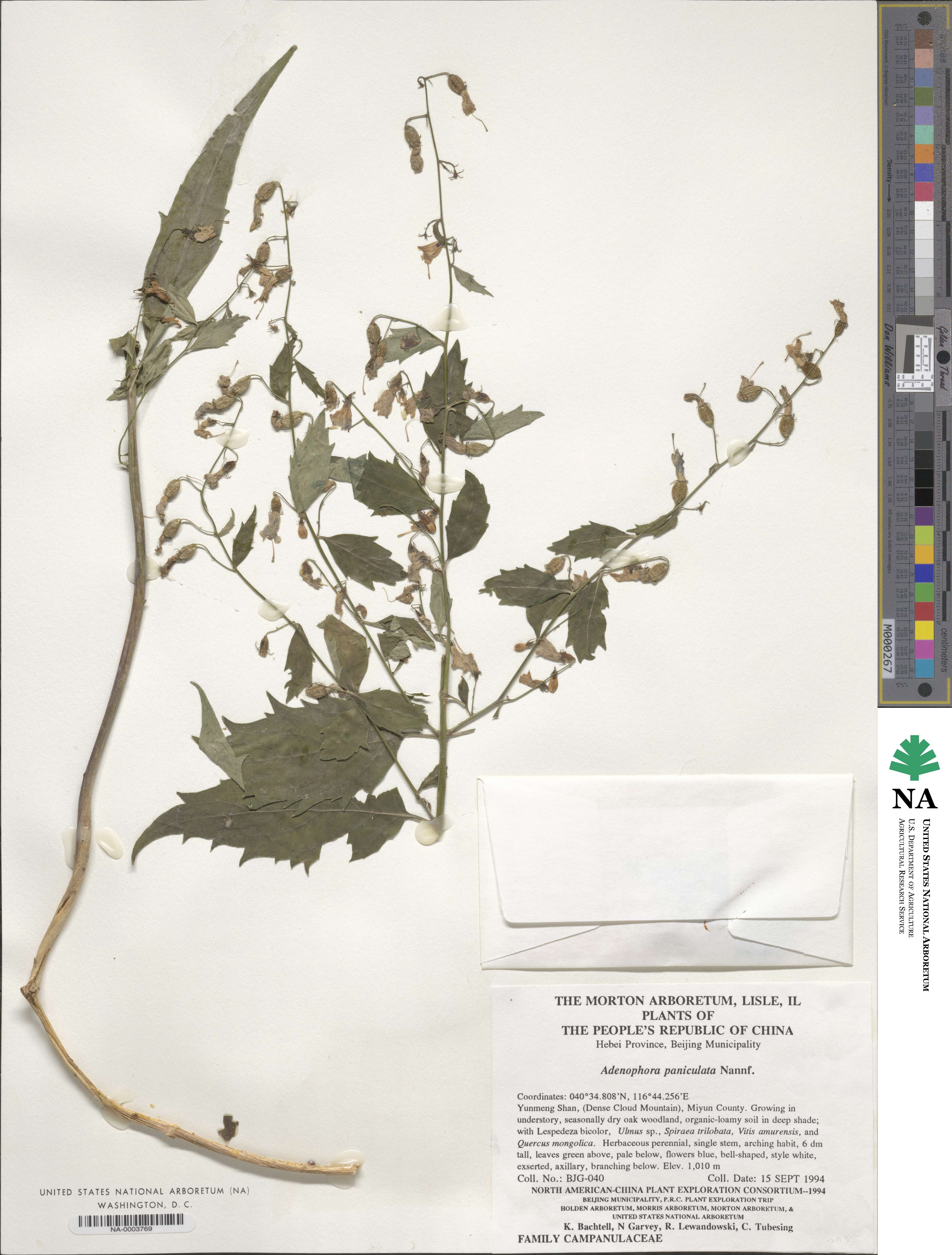 Adenophora capillaris subsp. paniculata image